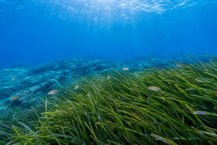 Dive Site Posidonia