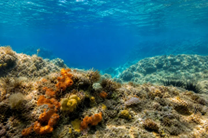 Dive Site Shallow Reef