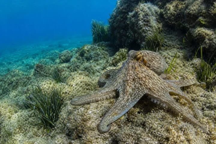 Gallery Octopus