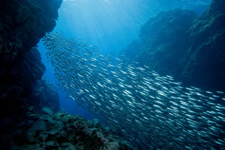 Home Gallery Fish School