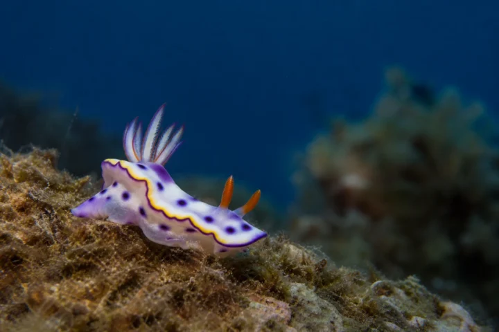Home Gallery Nudibranch