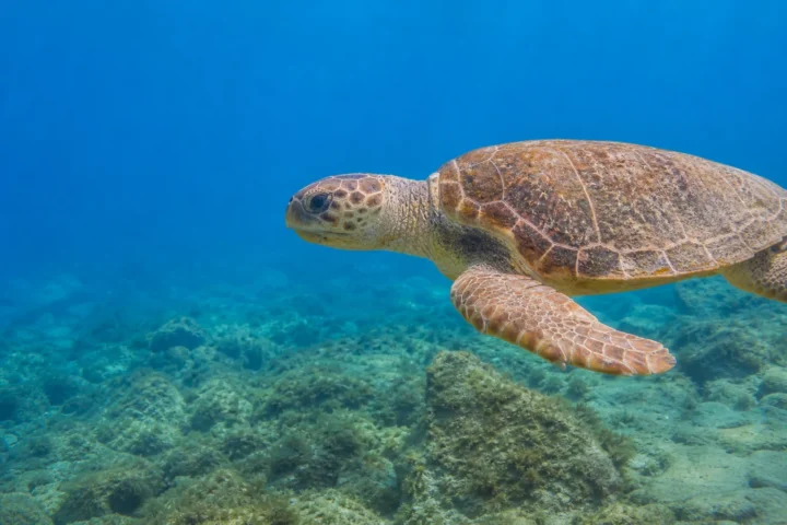 Home Gallery Turtle
